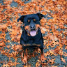user profile photo
