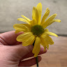 user profile photo