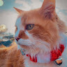 user profile photo